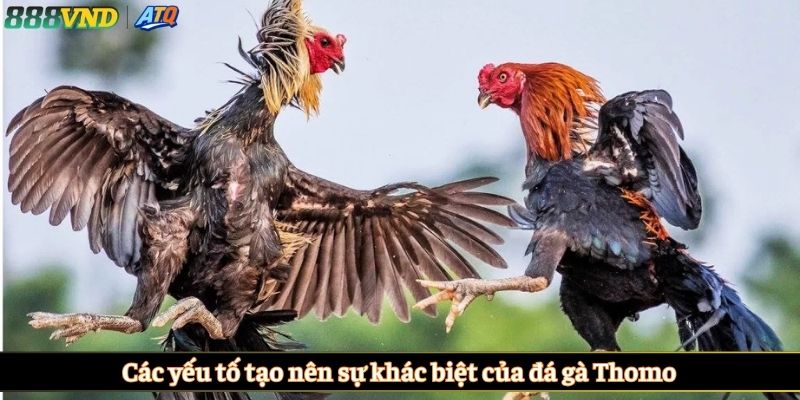 Các yếu tố tạo nên sự khác biệt của đá gà Thomo