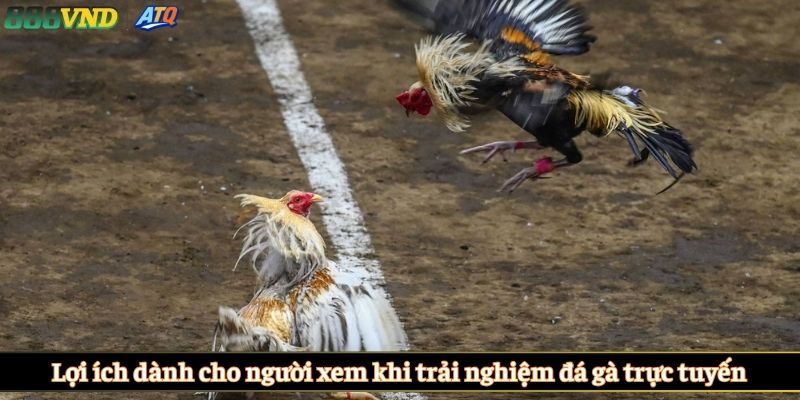 Lợi ích dành cho người xem khi trải nghiệm đá gà trực tuyến