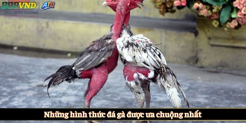 Những hình thức đá gà được ưa chuộng nhất