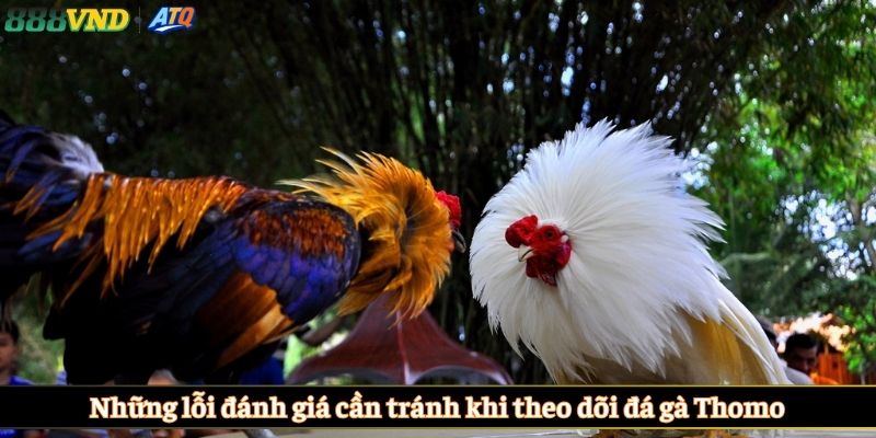 Những lỗi đánh giá cần tránh khi theo dõi đá gà Thomo